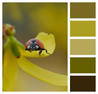 Ladybird Beetle Phone Wallpaper Ladybug Image